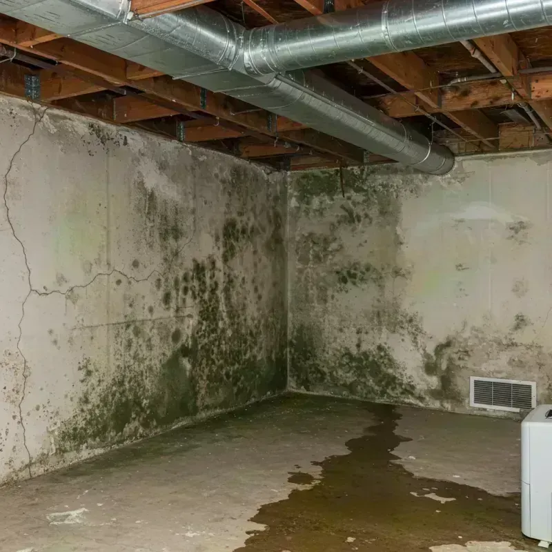 Professional Mold Removal in Warrenton, MO